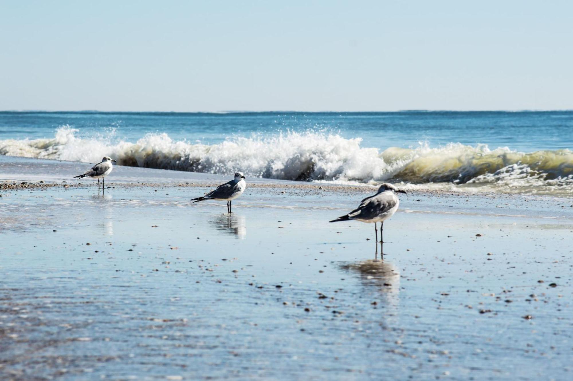 Cozy Condo Just Steps To The Beach, Unit 2 - Sleeps 4 Gulf Shores Exteriör bild